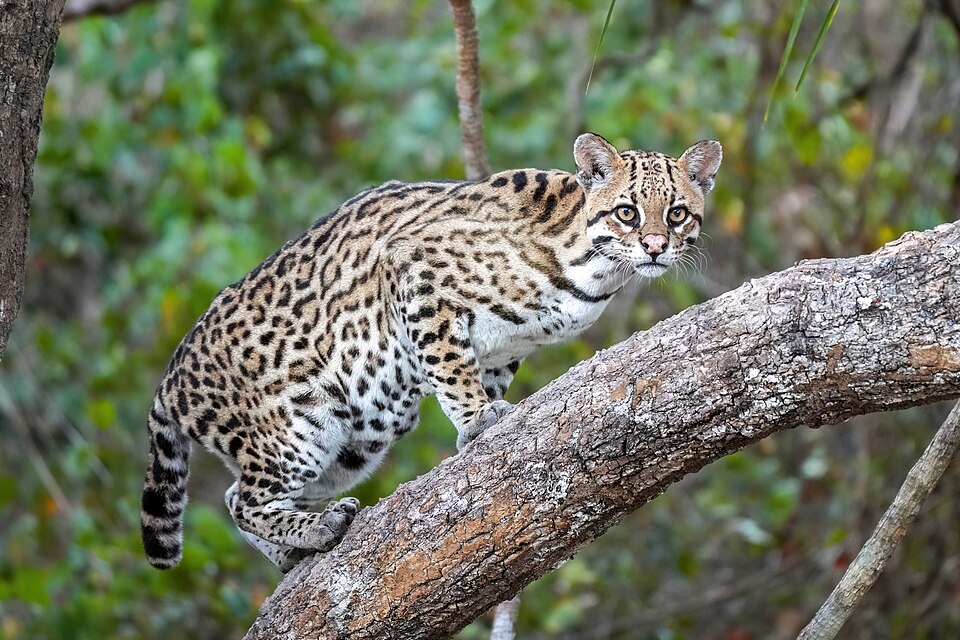 Ocelot in Parque Estadual Encontro das Águas, Brazil