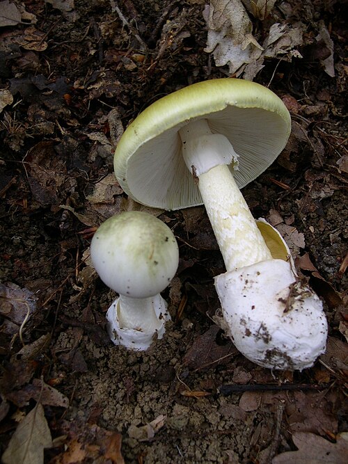 Amanita phalloides. Piacenza's mountains