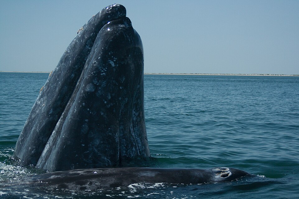An adult gray whale and its calf approach tourists.