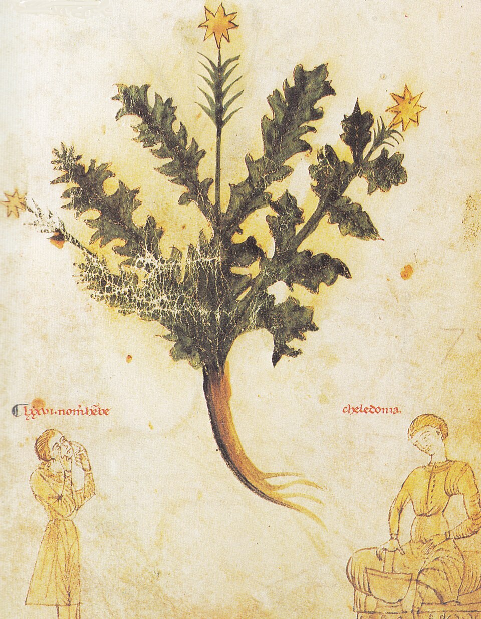 Abbildung von Chelidonia