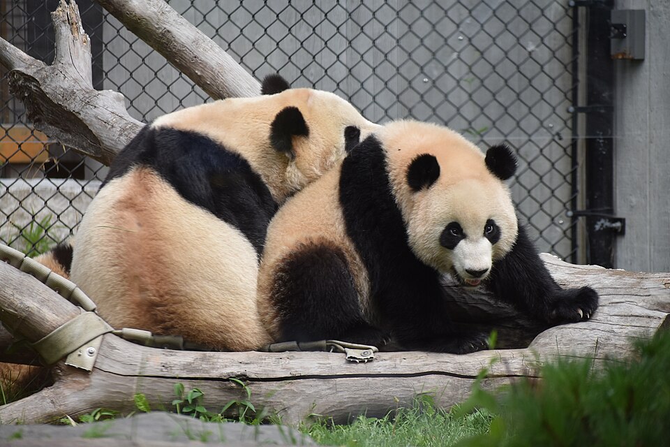 Da Mao and Er Shun, giant pandas in the Toronto Zoo