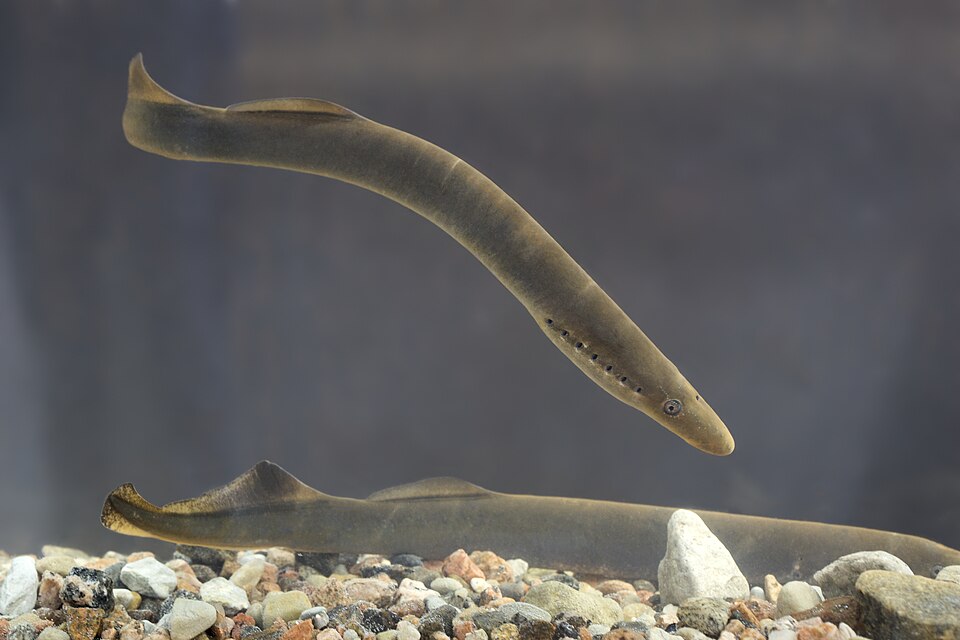 Lampetra fluviatilis in Pirita river, Estonia.