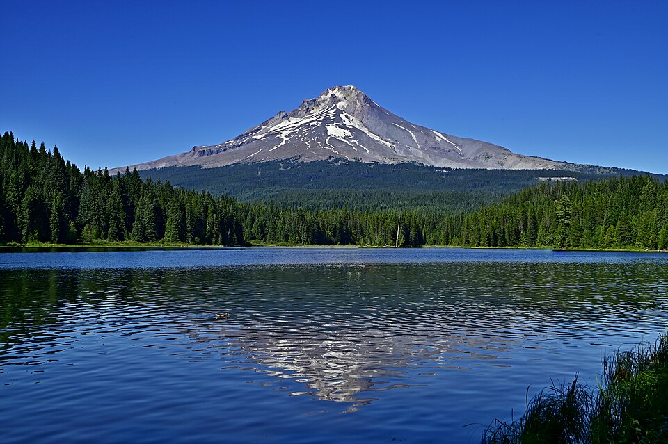 Mt Hood from Trillium Lake with a clear blue sky and a local (a duck) hanging around in the lake.