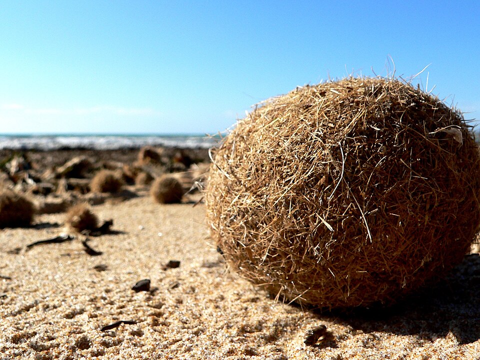 Posidonia oceanica spheroid on the beach, called Egagropili .