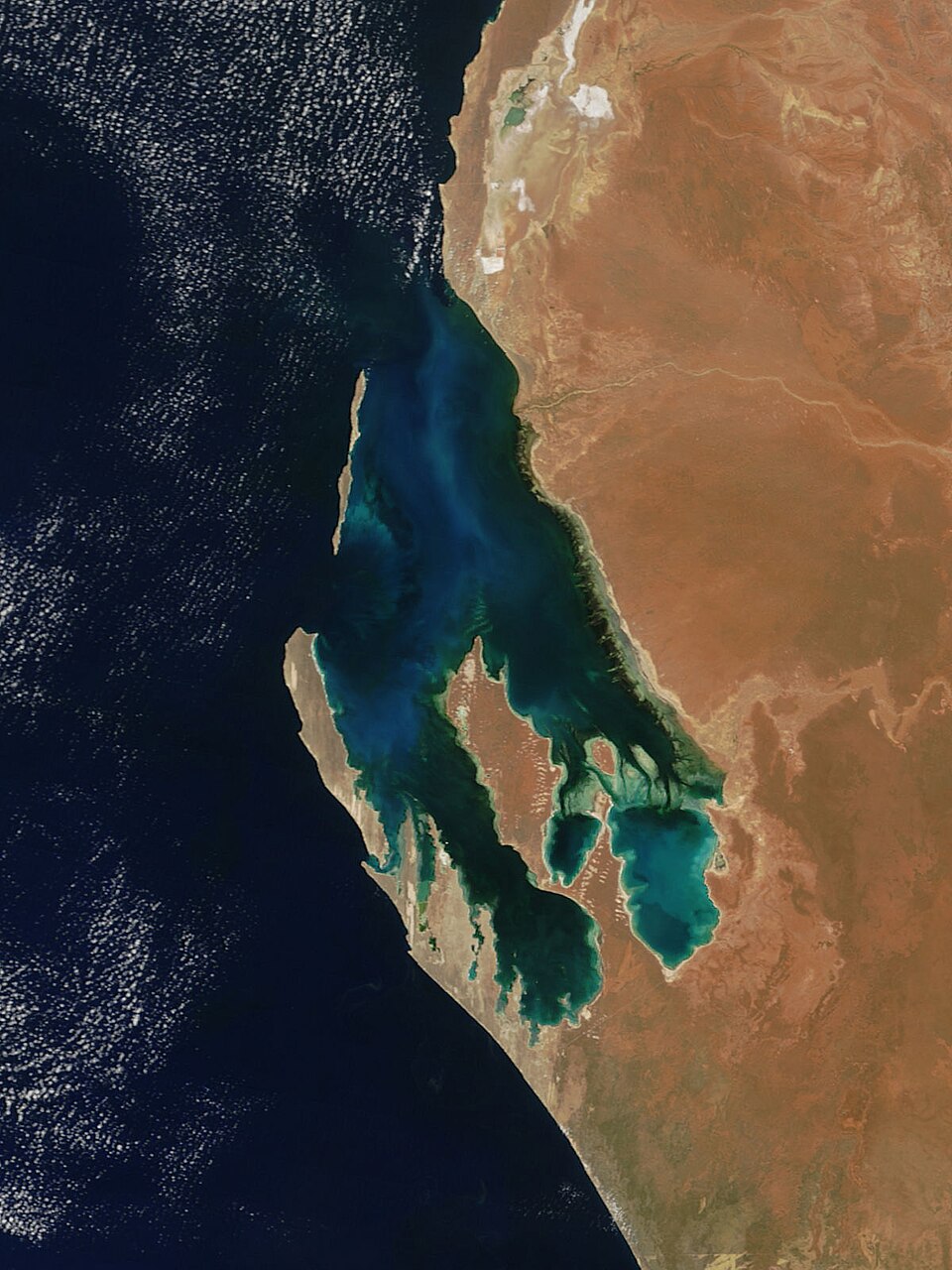 Phytoplankton in Bloom. NASA’s Terra satellite captured this image of phytoplankton in bloom in Australia’s Shark Bay on November 6, 2004.