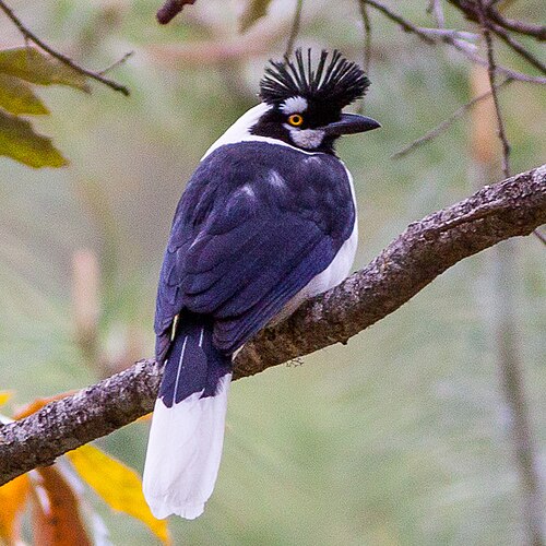 Tufted jay